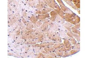 Immunohistochemical staining of CIDE-A in mouse heart tissue with CIDE-A antibody at 5μg/ml. (CIDEA antibody  (AA 200-214))