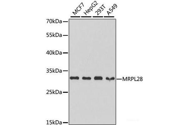 MRPL28 antibody