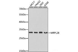 Western blot analysis of extracts of various cell lines using MRPL28 Polyclonal Antibody at dilution of 1:1000.