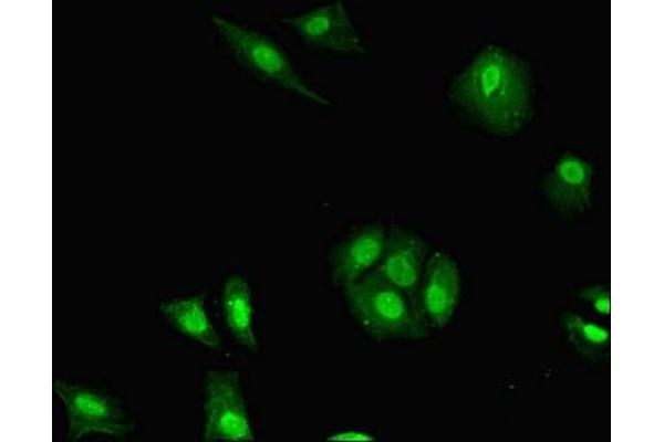 H2AFB1 antibody  (AA 1-115)