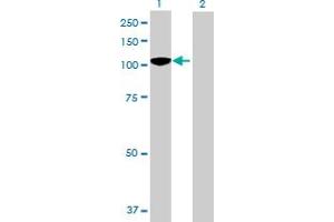 Western Blot analysis of BCOR expression in transfected 293T cell line by BCOR MaxPab polyclonal antibody. (BCOR antibody  (AA 1-1004))