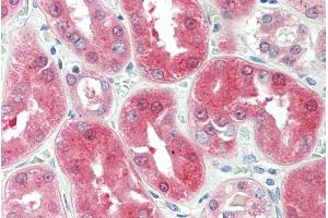 ABIN238652 (5µg/ml) staining of paraffin embedded Human Kidney.