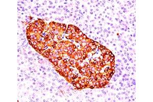 IHC testing of pancreas stained with chromogranin A antibody (CGA414). (Chromogranin A antibody)