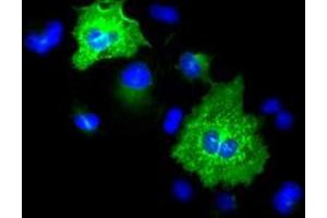 Image no. 1 for anti-Keratin 8 (KRT8) (AA 91-381) antibody (ABIN1491712) (KRT8 antibody  (AA 91-381))