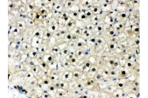 Anti-DDB1 Picoband antibody, IHC(P) IHC(P): Rat Liver Tissue (DDB1 antibody  (AA 1011-1140))