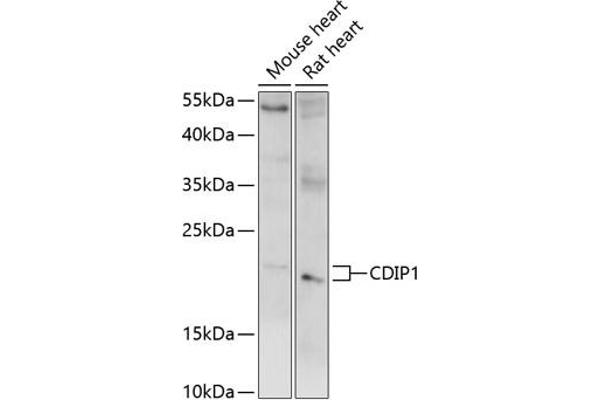 CDIP1 Antikörper  (AA 100-200)
