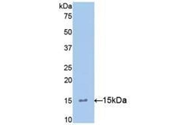 IL-15 antibody  (AA 49-162)