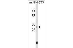 Mouse Hoxc4 Antibody (Center) (ABIN1537848 and ABIN2848939) western blot analysis in mouse NIH-3T3 cell line lysates (35 μg/lane). (HOXC4 antibody  (AA 139-166))