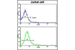 Image no. 1 for anti-Protein tyrosine Phosphatase, Receptor Type, C (PTPRC) (AA 1252-1282), (C-Term) antibody (ABIN357138)