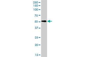 RTN2 MaxPab rabbit polyclonal antibody. (Reticulon 2 antibody  (AA 1-472))