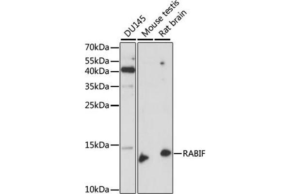 RABIF antibody  (AA 1-123)