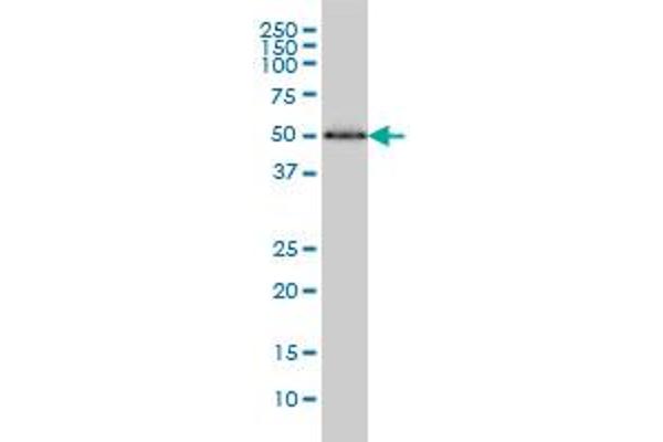 HERPUD1 antibody  (AA 74-180)