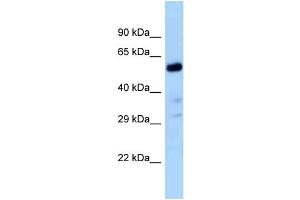 Host:  Rabbit  Target Name:  Zfp84  Sample Type:  Rat Liver lysates  Antibody Dilution:  1.