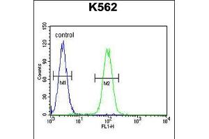 Flow cytometric analysis of K562 cells (right histogram) compared to a negative control cell (left histogram). (DDX11 antibody  (C-Term))