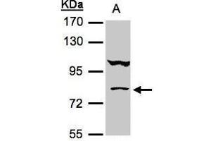 WB Image Sample(30 μg of whole cell lysate) A:HeLa S3, 7. (CALCOCO1 antibody)