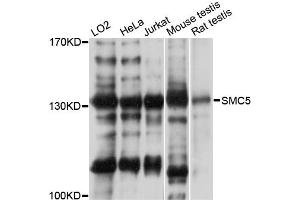 Western blot analysis of extracts of various cell lines, using SMC5 antibody (ABIN1874872) at 1:3000 dilution. (SMC5 antibody)