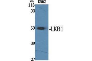 Western Blot (WB) analysis of K562 cells using LKB1 Polyclonal Antibody. (LKB1 antibody  (Tyr1313))