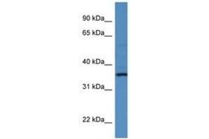 Image no. 1 for anti-RIO Kinase 1 (RIOK1) (AA 233-282) antibody (ABIN6746868) (RIOK1 antibody  (AA 233-282))