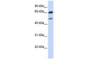 Image no. 1 for anti-gamma-aminobutyric Acid (GABA) A Receptor, gamma 2 (GABRG2) (AA 36-85) antibody (ABIN6741495) (GABRG2 antibody  (AA 36-85))