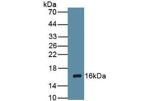 Detection of Recombinant DRD1, Rat using Polyclonal Antibody to Dopamine Receptor D1 (DRD1) (Dopamine Receptor d1 antibody  (AA 338-446))