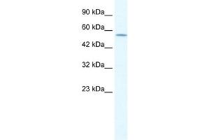 WB Suggested Anti-KCNA10 Antibody Titration:  1. (KCNA10 antibody  (Middle Region))