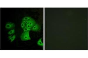 Immunofluorescence (IF) image for anti-Sphingosine-1-Phosphate Receptor 4 (S1PR4) (AA 211-260) antibody (ABIN2890817) (S1PR4 antibody  (AA 211-260))