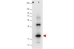 Image no. 1 for anti-Interleukin 32 (IL32) antibody (ABIN1102492) (IL32 antibody)