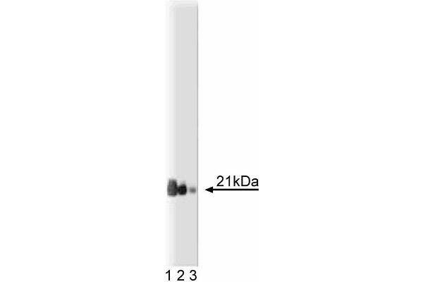RAP1 Antikörper  (AA 1-184)