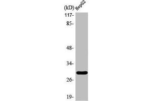 Western Blot analysis of HuvEc cells using ACBD6 Polyclonal Antibody (ACBD6 antibody  (Internal Region))