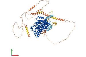AlphaFold protein structure predicition of Human Recombinant PNPLA8 Protein, UniprotID Q9NP80