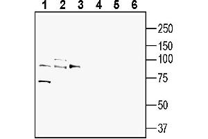 Western blot analysis of rat brain lysate (lanes 1 and 4), mouse brain membranes (lanes 2 and 5) and mouse lung lysate (lanes 3 and 6):1-3.