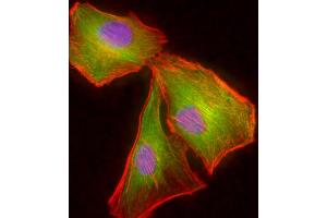 Immunofluorescent analysis of 4 % paraformaldehyde-fixed, 0. (TUBB2A antibody  (AA 194-225))