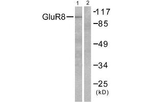 Western Blotting (WB) image for anti-Glutamate Receptor, Metabotropic 8 (GRM8) (C-Term) antibody (ABIN1848580) (GRM8 antibody  (C-Term))