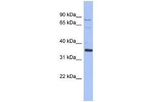 NRBP2 antibody used at 1 ug/ml to detect target protein.