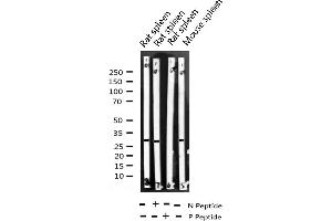 Western blot analysis of Phospho-Cyclin D3 (Thr283) expression in various lysates