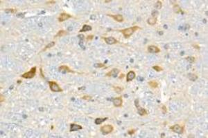 Immunohistochemistry analysis of paraffin-embedded mouse cerebellum using p39 (ABIN7074968) at dilution of 1: 1500 (p39 antibody)