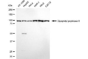 anti-Dipeptidyl-Peptidase 8 (DPP8) antibody