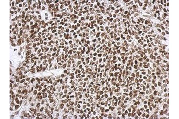 SNIP1 antibody  (AA 41-363)