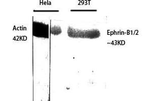 Western Blot (WB) analysis of specific cells using Ephrin-B1/2 Polyclonal Antibody. (Ephrin B1/B2 (Lys102), (Lys99) antibody)