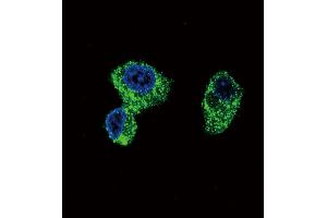 Confocal immunofluorescent analysis of PIGR Antibody (C-term) (ABIN652495 and ABIN2842333) with HepG2 cell followed by Alexa Fluor 488-conjugated goat anti-rabbit lgG (green).