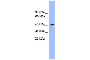 WB Suggested Anti-CSNK1A1L Antibody Titration: 0.