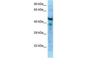 Image no. 1 for anti-Microfibrillar Associated Protein 1 (MFAP1) (AA 61-110) antibody (ABIN6748219)