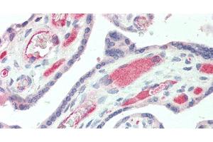 Immunohistochemistry of paraffin-embedded Human Placenta using IBSP Polyclonal Antibody at dilution of 1:50.