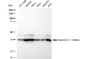 Western blotting analysis using MacroH2A. (Recombinant Histone, H2A1, Macro antibody)