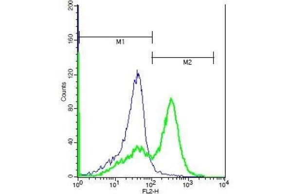 GABRR1 antibody  (AA 201-300)