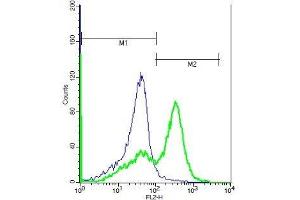 Human Raji lysates probed with Rabbit Anti-GABRR1 Polyclonal Antibody, PE Conjugated (ABIN1387368) (green) at 1:50 for 40 minutes compared to control cells with PE isotype control. (GABRR1 antibody  (AA 201-300))