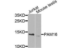 Western blot analysis of extracts of various cell lines, using PAM16 antibody (ABIN6003607) at 1/1000 dilution.