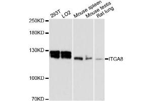 Western blot analysis of extracts of various cell lines, using ITGA8 antibody. (ITGA8 antibody)