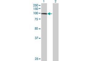 Western Blot analysis of FBXO34 expression in transfected 293T cell line by FBXO34 MaxPab polyclonal antibody. (FBXO34 antibody  (AA 1-711))
