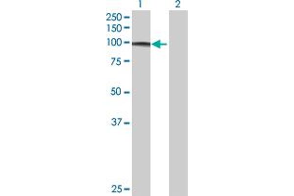 FBXO34 antibody  (AA 1-711)